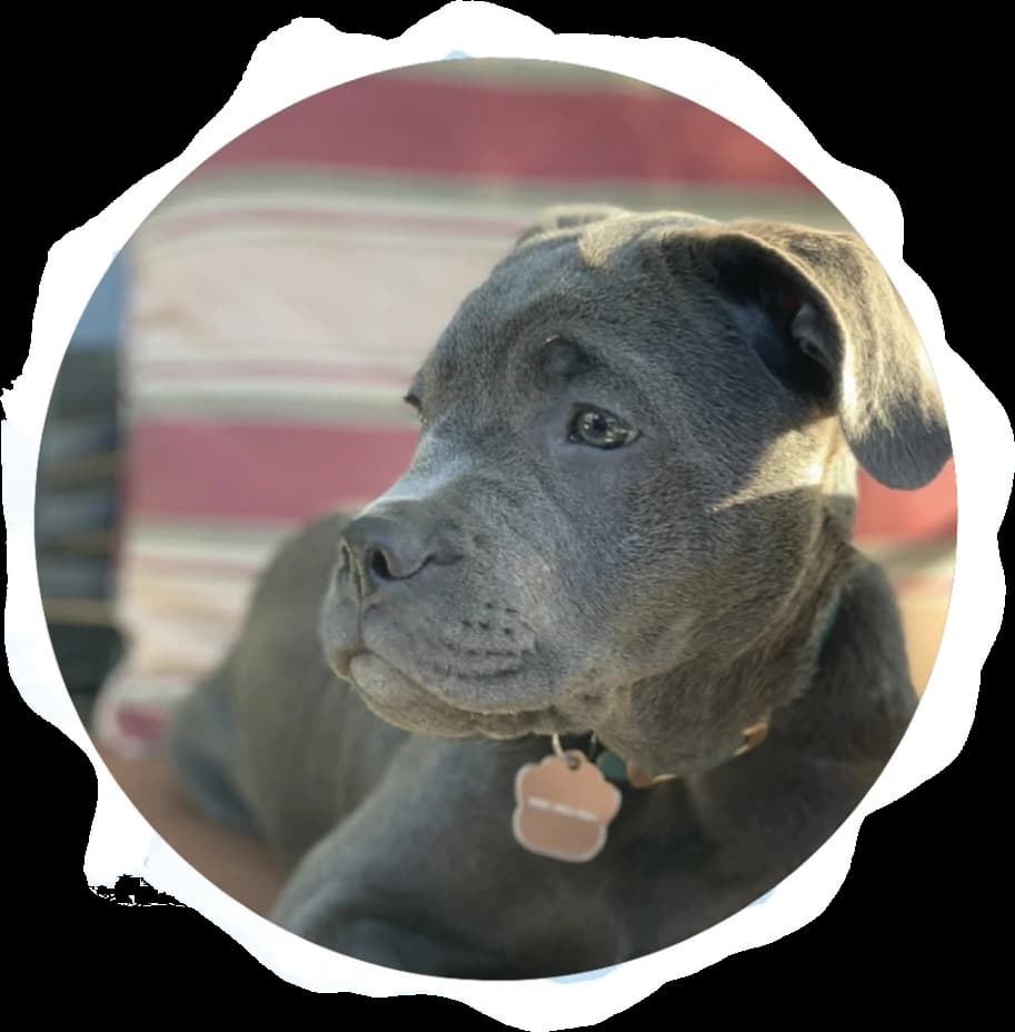 The real Gunner, a gray dog with soft folded ears and a bone-shaped collar tag.